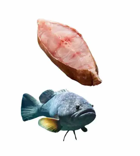 Mérou 1 Kg