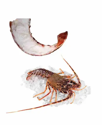 Langouste 1 Kg